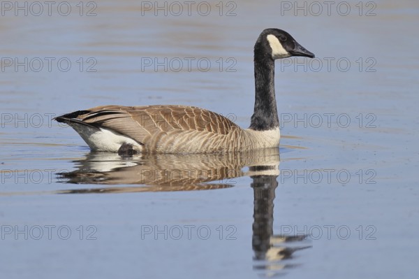 Canada goose (Branta canadensis), swimming on a lake, wildlife, birds, geese, nature reserve Wagbachniederung, Waghäusel, Baden-Württemberg, Germany