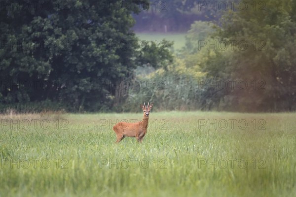 Roebuck in a field, summer, Germany