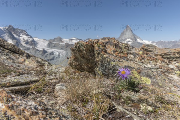 A solitary purple wildflower Aster des Alpes (Aster alpinus) rises from the rocky ground and displays its vibrant colour against the stone. The Matterhorn mountain towers majestically in the background on a bright day. Zermatt, Valais, Alps, Swiss