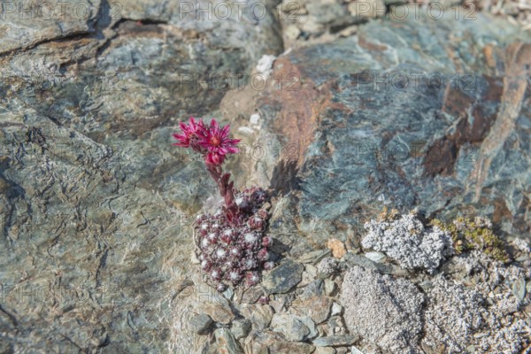 A striking pink flower Sempervivum arachnoideum (cobweb houseleek) grows out of a rocky surface and shows resilience in a ha rsh environment. The surrounding rocks and soil create a textured background in a remote area. Zermatt, Valais, Alps, Switzerland