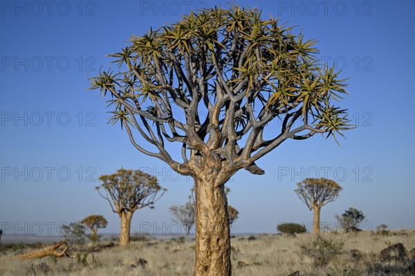 Quiver trees (Aloe dichotoma), quiver tree forest near Keetmanshoop, Karas Region, Namibia