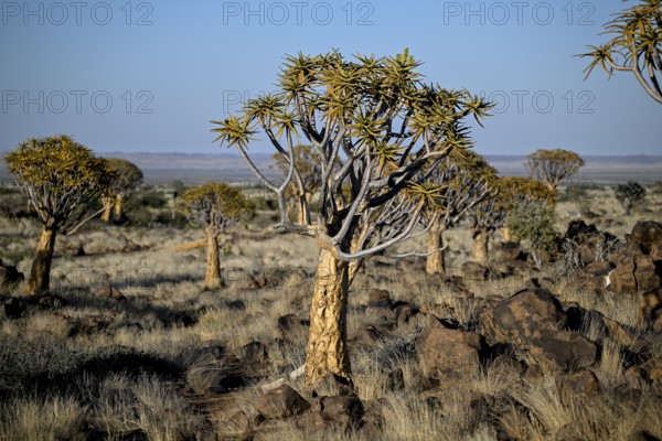 Quiver tree (Aloe dichotoma), quiver tree forest near Keetmanshoop, Karas Region, Namibia