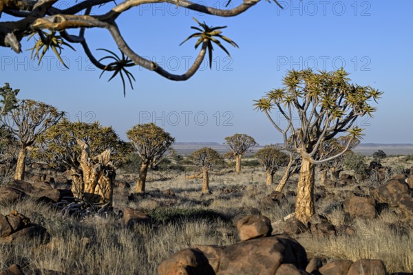 Quiver trees (Aloe dichotoma), quiver tree forest near Keetmanshoop, Karas Region, Namibia