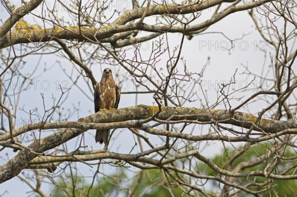 Black Kite or Black Kite (Milvus migrans) in Cubbon Park, Begaluru or Bangalore, Karnataka, India