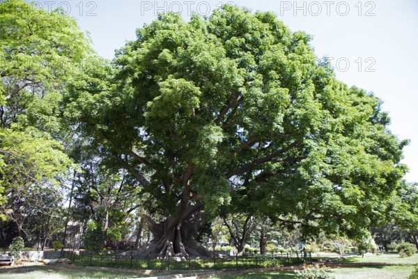 Old kapok tree (Ceiba pentandra) in the Lalbagh Botanical Garden, Begaluru or Bangalore, Karnataka, India