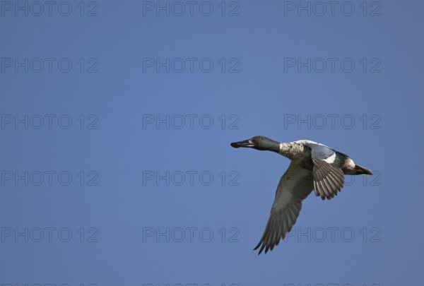 Flying drake of the shoveler (Anas clypeata) in front of a blue sky, Lower Rhine, North Rhine-Westphalia, Germany