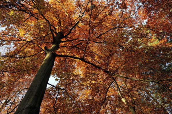 Autumnal colourful crown of the copper beech (Fagus sylvatica), Lower Rhine, North Rhine-Westphalia, Germany