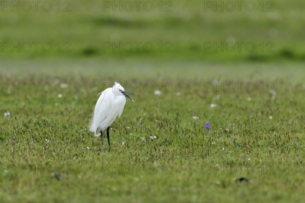 Little Egret (Egretta garzetta) standing in a meadow, Texel, North Holland, Netherlands