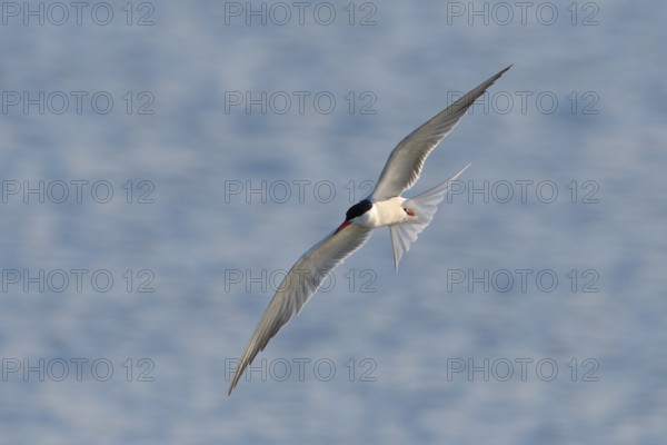 Common Tern (Sterna hirundo) in flight, Lower Rhine, North Rhine-Westphalia, Germany