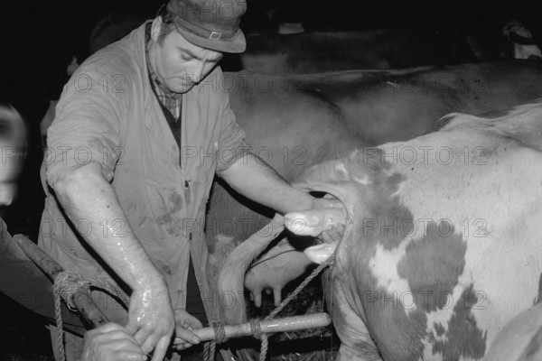 Cow birth with the help of a rope in a cowshed, black and white, Franconia, Bavaria, Germany