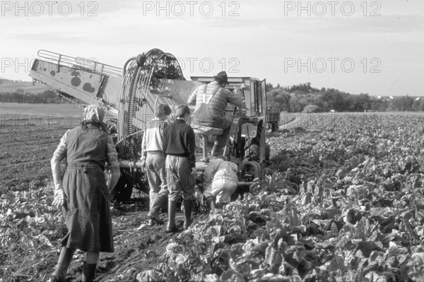 Beet harvest of a small farmer in the 1980s, black and white, Franconia Bavaria, Germany