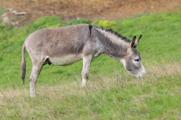 A male grey domestic donkey (Equus asinus) grazes in a green paddock