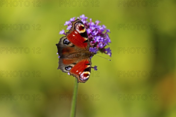 Butterfly, peacock butterfly (Aglais io), Purpletop vervain (Verbena bonariensis), Burgstemmen, Nordstemmen, Lower Saxony, Germany