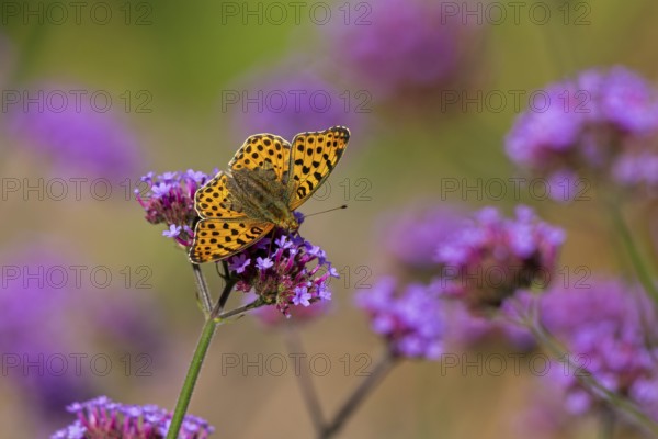 Butterfly, Small Pearl-bordered Fritillary (Issoria lathonia), Purpletop vervain (Verbena bonariensis), Burgstemmen, Nordstemmen, Lower Saxony, Germany