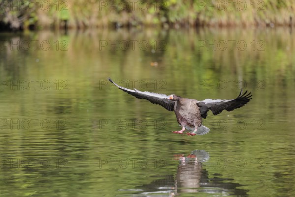An adult greylag goose (Anser anser) lands on a lake on a sunny day. Bavaria, Germany