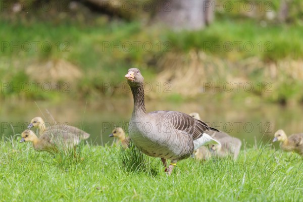 A couple of adult Greylag Goose (Anser anser) stands with their goslings on a green meadow. Bavaria, Germany