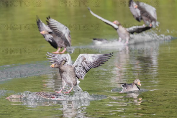 A flock of greylag geese (Anser anser) lands on a lake crowded with geese on a sunny day. One goose is pushed underwater by another goose landing. Bavaria, Germany