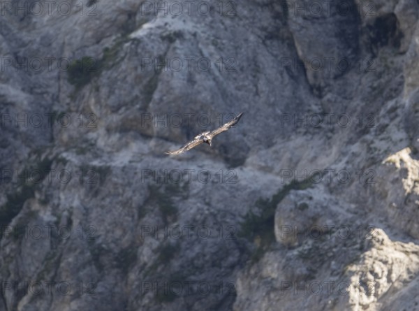 Bearded vulture (Gypaetus barbatus), Berchtesgaden, Alps, Bavaria, Germany