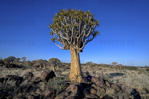 Quiver tree (Aloe dichotoma), quiver tree forest near Keetmanshoop, Karas Region, Namibia