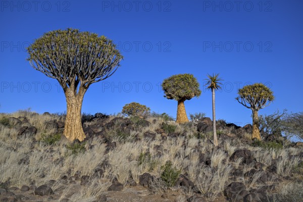 Quiver trees (Aloe dichotoma), quiver tree forest near Keetmanshoop, Karas Region, Namibia