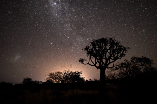 Quiver trees (Aloe dichotoma) under the starry sky, quiver tree forest near Keetmanshoop, Karas Region, Namibia