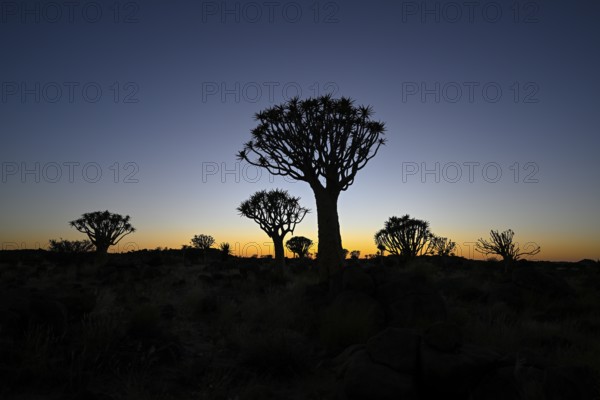 Quiver trees (Aloe dichotoma) in first daylight, quiver tree forest near Keetmanshoop, Karas Region, Namibia