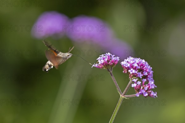 Butterfly, pigeon tail (Macroglossum stellatarum), also known as hummingbird butterfly or hummingbird hawk moth, Purpletop vervain (Verbena bonariensis), Burgstemmen, Nordstemmen, Lower Saxony, Germany