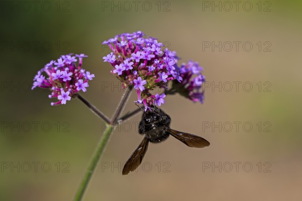 Wood bee (Xylocopa), Purpletop vervain (Verbena bonariensis), Burgstemmen, Nordstemmen, Lower Saxony, Germany