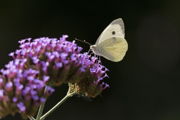 Butterfly, Cabbage butterfly (Pieris brassicae), Purpletop vervain (Verbena bonariensis), Burgstemmen, Nordstemmen, Lower Saxony, Germany
