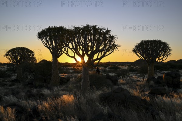 Quiver trees (Aloe dichotoma), blue hour, quiver tree forest near Keetmanshoop, Karas Region, Namibia