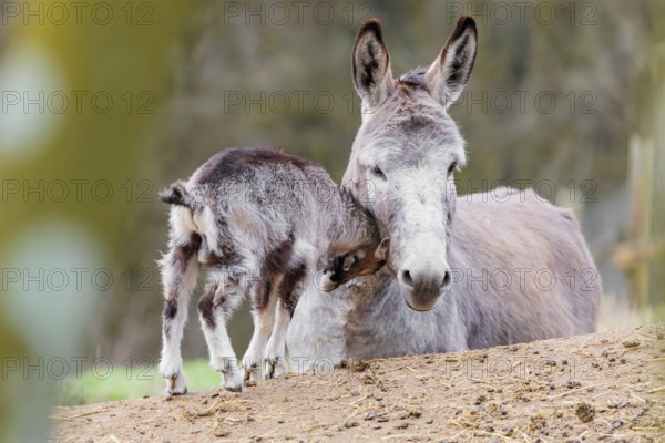 Friendship without borders. A domestic donkey (Equus asinus) and a Tauernschecke goat (Capra aegagrus hircus) cuddle together. Captive, Bavaria, Germany