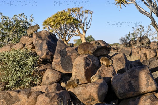 Klippschliefers (Procavia capensis), desert dormice or Klippdachs in the quiver tree forest near Keetmanshoop, Karas Region, Namibia