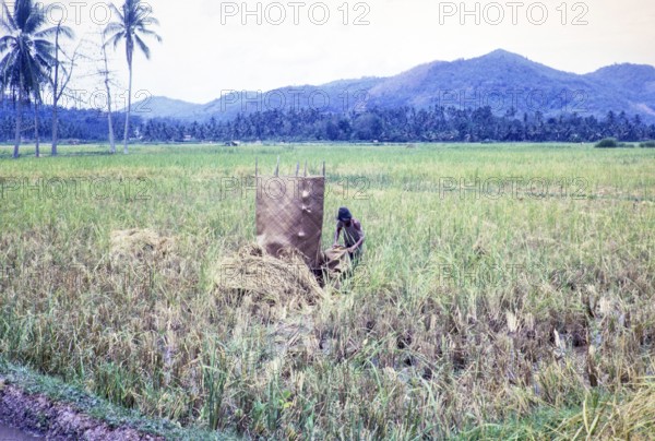 Rice cultivation paddy fields rural farming agriculture countryside area, Penang, Penang Island, Malaya, Malaysia 1965
