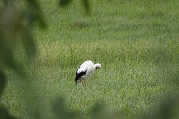 White stork, summer, Germany