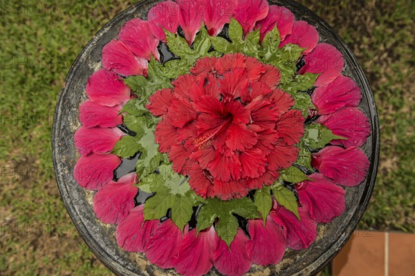 Flower decoration made of blossoms in a luxury resort, Klong Khong Beach, Sala Dan, Ko Lanta, Koh Lanta, Krabi Province, Southern Thailand, Andaman Sea, Thailand