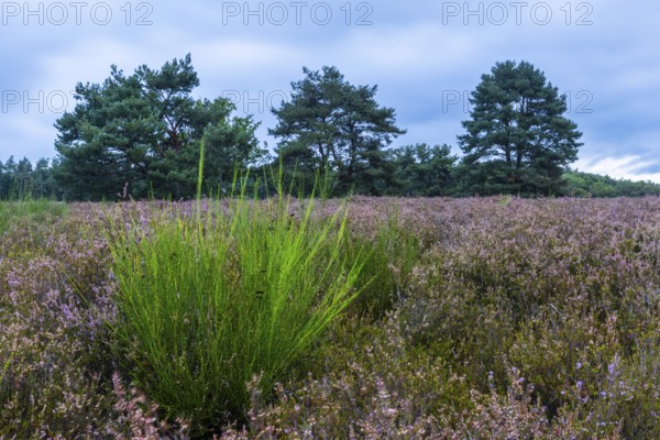 Heather (Erica vulgaris) Heather family (Ericaceae), Pine (Pinus), Mehlinger Heide, Pfläzerwald, Rhineland-Palatinate, Germany
