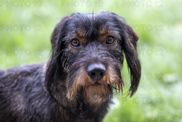 Rough-haired dachshund (Canis lupus familiaris) male, 4 years, animal portrait, attentive, Stuttgart, Baden-Württemberg, Germany