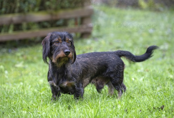 Rough-haired dachshund (Canis lupus familiaris) male, 4 years, attentive, in a meadow, in garden, Stuttgart, Baden-Württemberg, Germany