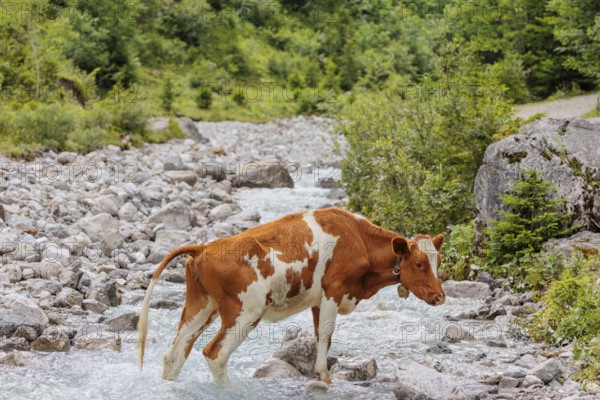 Holstein Friesian cattle crossing a creek on an alpine pasture. Eng valley, Austria