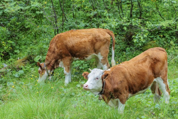 Holstein-Friesian cattle grazing on a mountain pasture in steep terrain. Eng Valley, Austria
