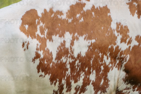 Cow patterns. A Holstein Friesian shows her fur pattern. Eng valley, Austria