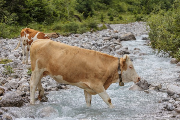Holstein Friesian cattle crossing a creek on an alpine pasture. Eng valley, Austria
