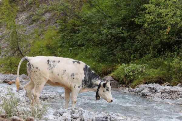 A cow crosses a creek on an alpine pasture. Eng valley, Austria