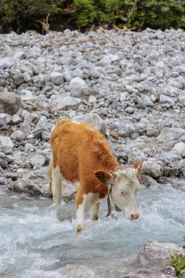 Holstein Friesian cattle crossing a creek on an alpine pasture. Eng valley, Austria
