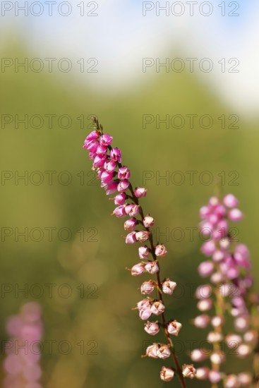 Flowering heather (Calluna vulgaris), heather, Trupacher Heide nature reserve, Siegen, North Rhine-Westphalia, Germany