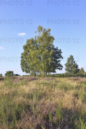 Heath landscape with heather (Calluna vulgaris) and birch trees and blue sky, Trupacher Heide nature reserve, Siegen, North Rhine-Westphalia, Germany