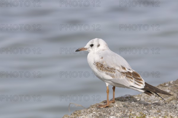 Black-headed gull (Chroicocephalus ridibundus), standing on a wall on the lakeshore, Lake Chiemsee, Prien, Bavaria, Germany