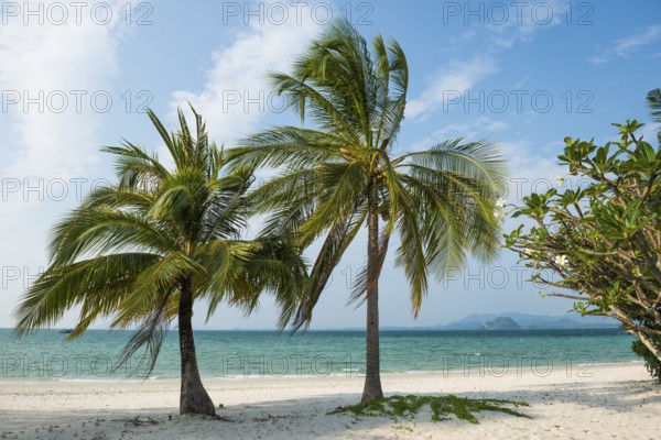 White sandy beach and coconut palms, Pearl Beach, Koh Mook, Trang Province, Southern Thailand, Andaman Sea, Thailand