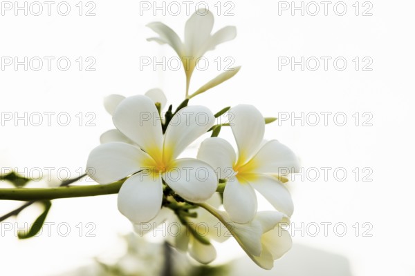 Frangipani, Pearl Beach, Koh Mook, Trang Province, Southern Thailand, Andaman Sea, Thailand