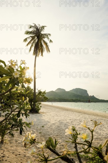 White sandy beach and coconut palms, sunset, Pearl Beach, Koh Mook, Trang Province, Southern Thailand, Andaman Sea, Thailand